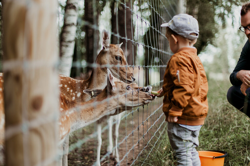 Niño alimentando a unos ciervos.